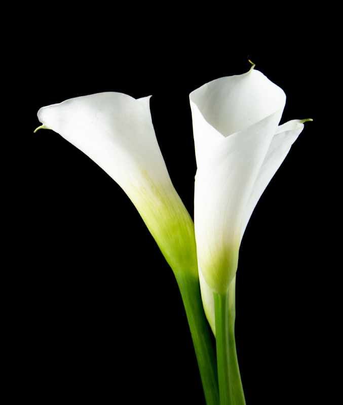 white calla lilies